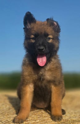 Les chiots de Berger Belge