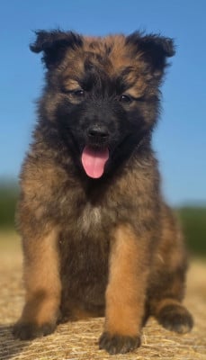 Les chiots de Berger Belge