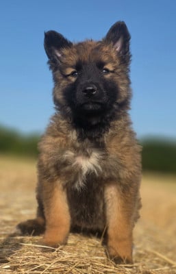 Les chiots de Berger Belge