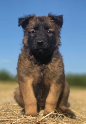 Les chiots de Berger Belge