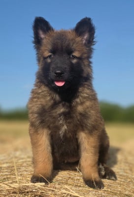 Les chiots de Berger Belge