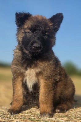 Les chiots de Berger Belge