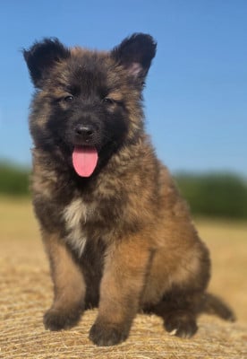 Les chiots de Berger Belge