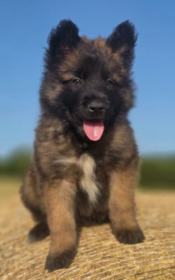 Les chiots de Berger Belge