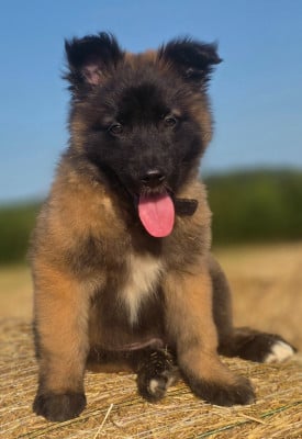 Les chiots de Berger Belge