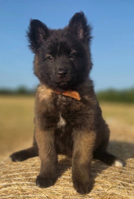 Les chiots de Berger Belge