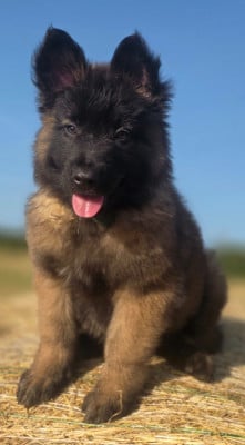 Les chiots de Berger Belge