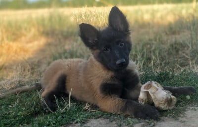 Les chiots de Berger Belge