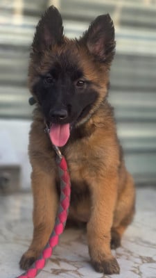 Les chiots de Berger Belge