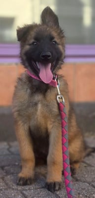 Les chiots de Berger Belge