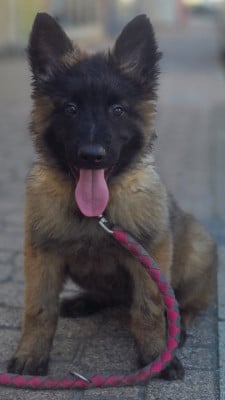Les chiots de Berger Belge