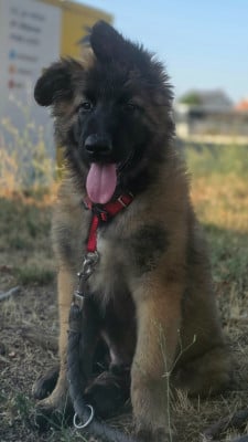 Les chiots de Berger Belge