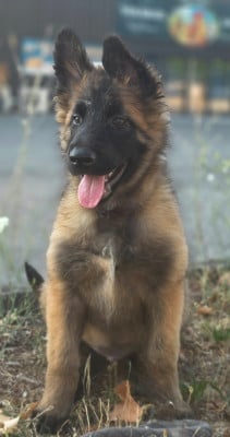 Les chiots de Berger Belge