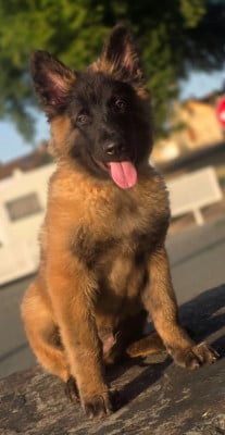 Les chiots de Berger Belge