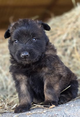 Les chiots de Berger Belge