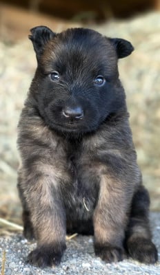 Les chiots de Berger Belge