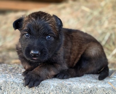 Les chiots de Berger Belge