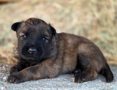 Les chiots de Berger Belge
