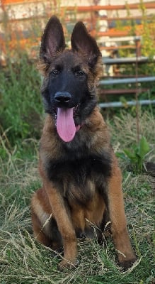 Les chiots de Berger Belge