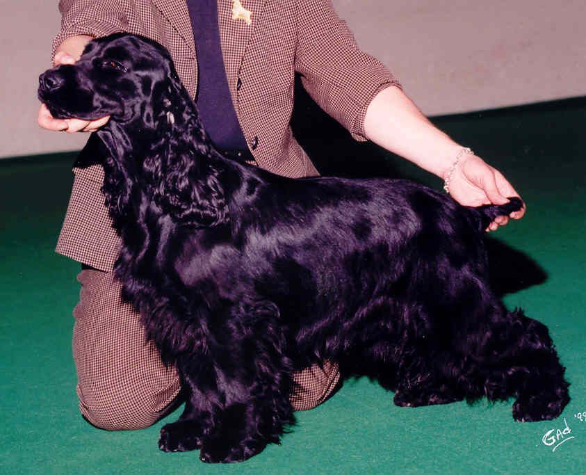 CH. weeping willow's Nappie