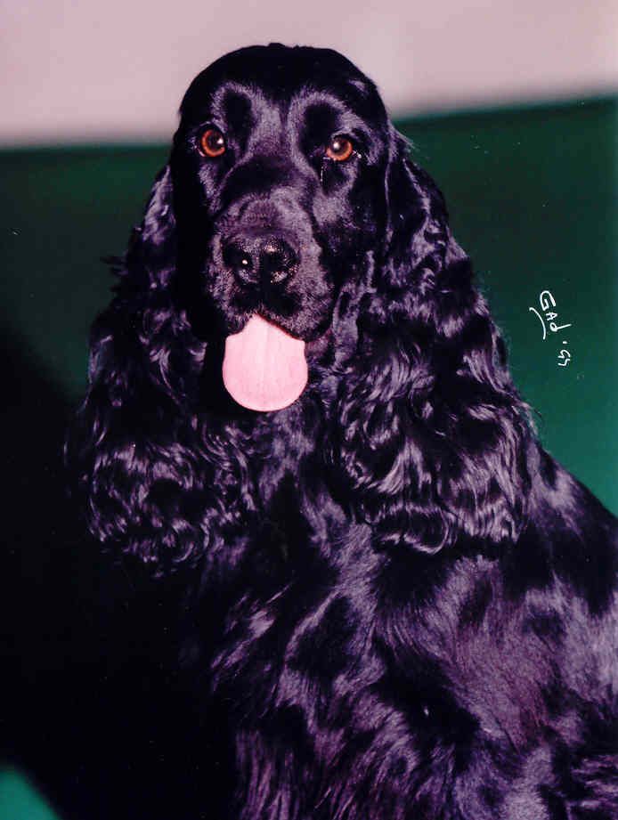 CH. weeping willow's Nappie