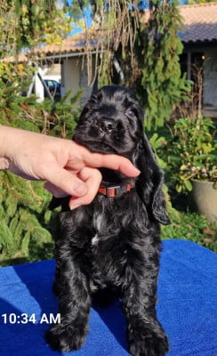 Les chiots de Cocker Spaniel Anglais