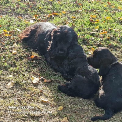 Les chiots de Cocker Spaniel Anglais