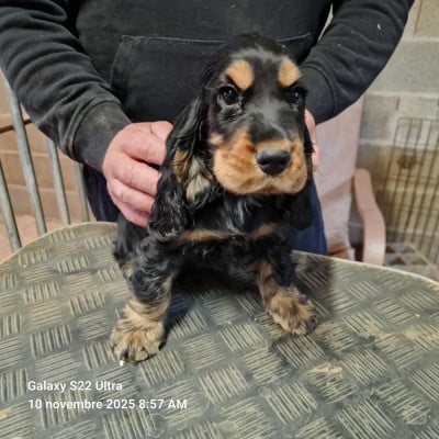 Les chiots de Cocker Spaniel Anglais