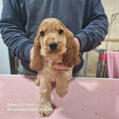 Les chiots de Cocker Spaniel Anglais
