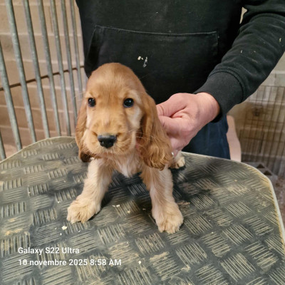 Les chiots de Cocker Spaniel Anglais