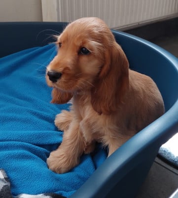 Les chiots de Cocker Spaniel Anglais