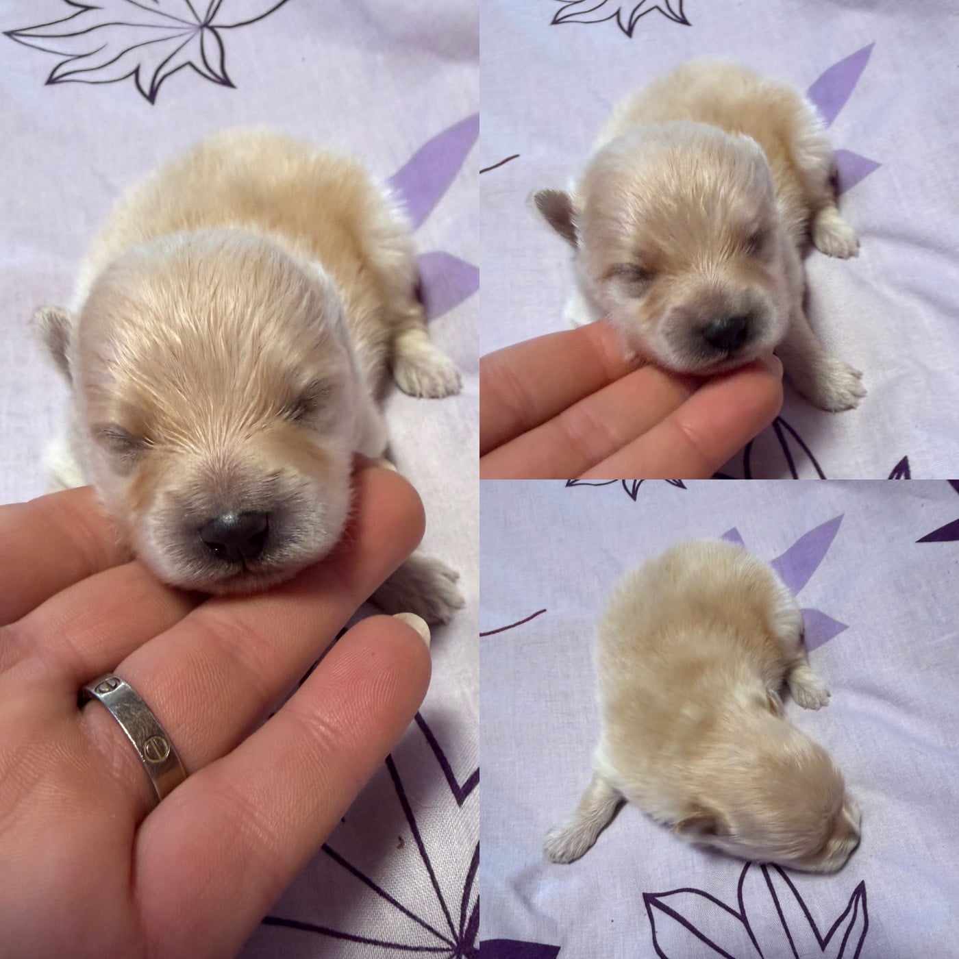 Chiot N°1 - Spitz allemand