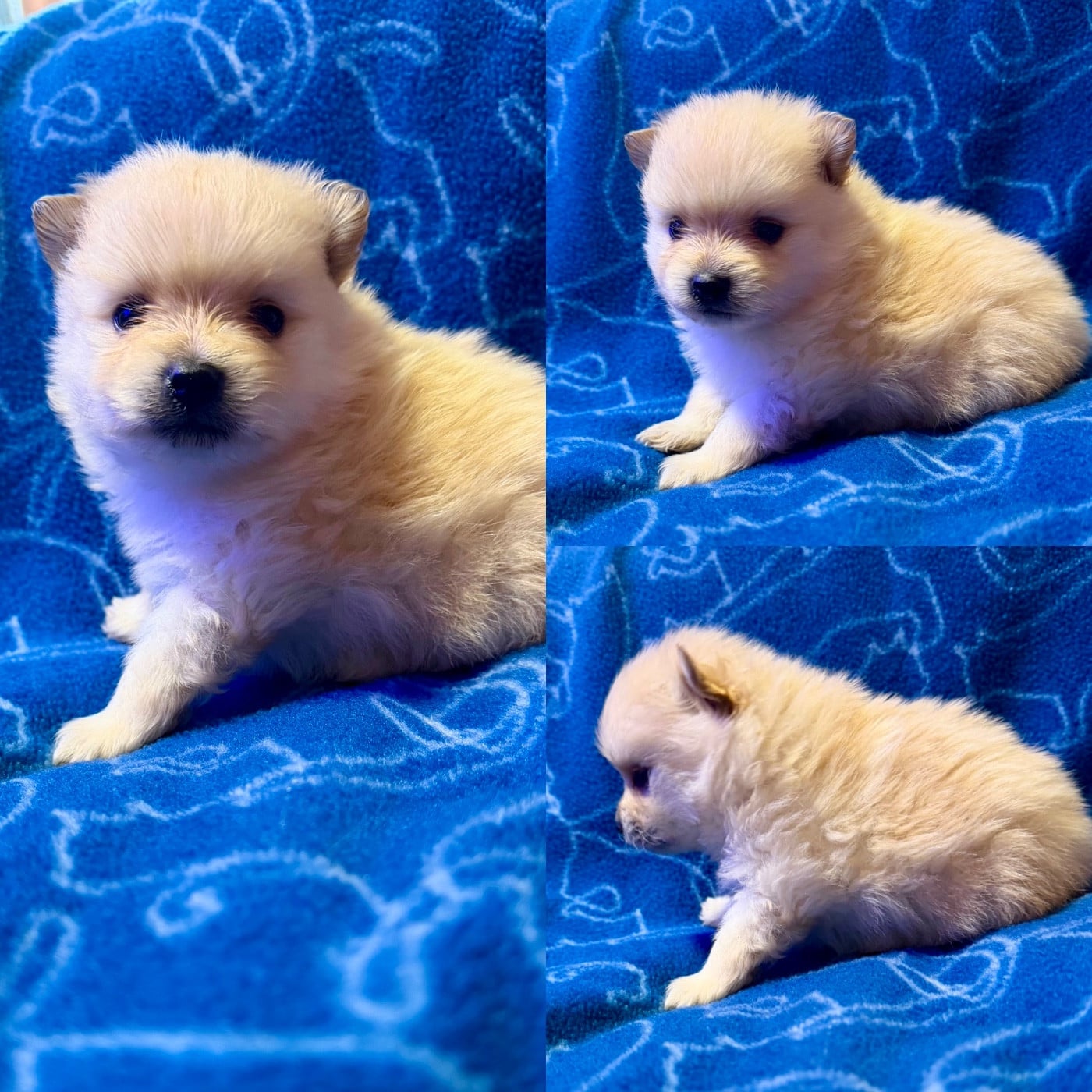 Spitz allemand - De La Truffe Royale