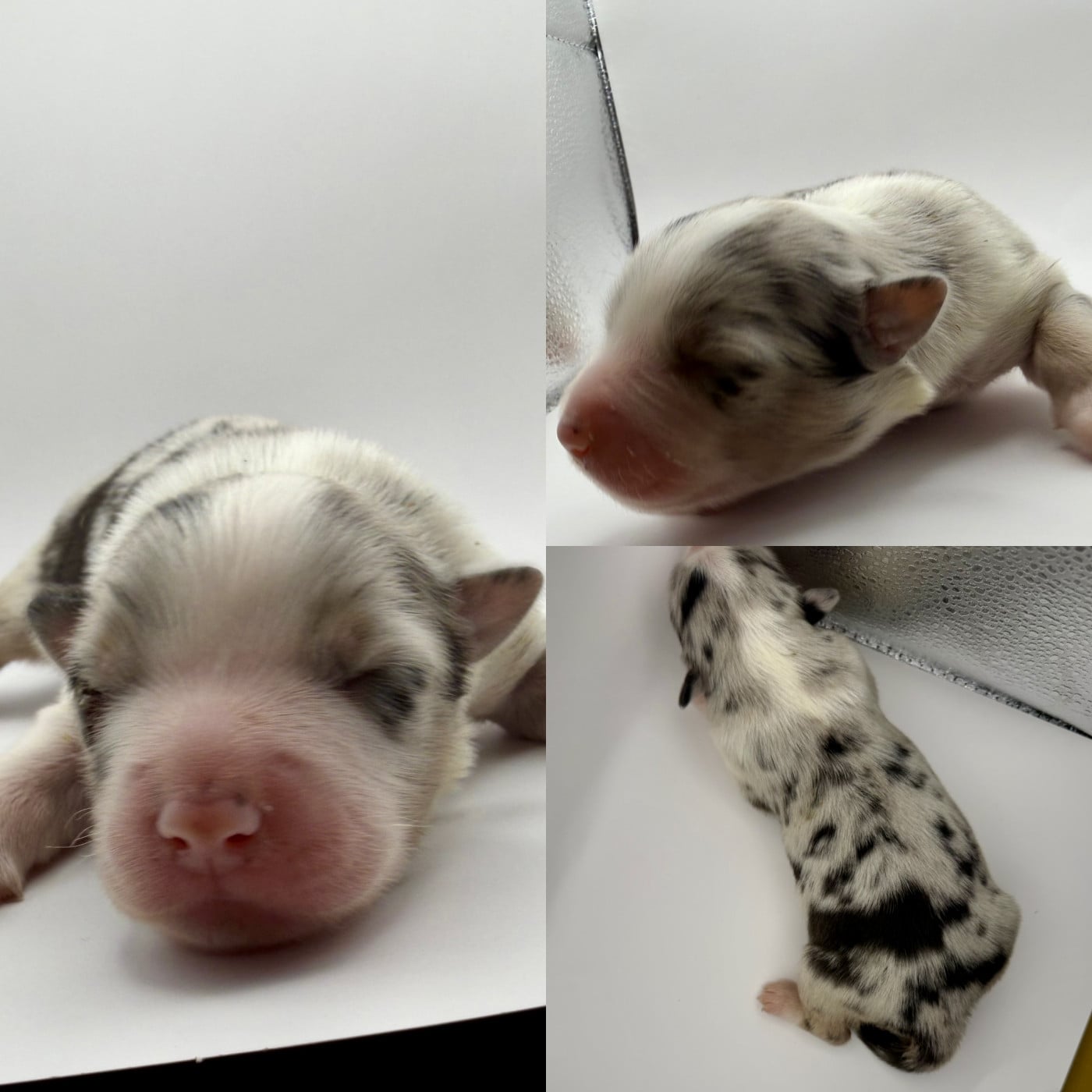 Chiot N°1 - Berger Australien