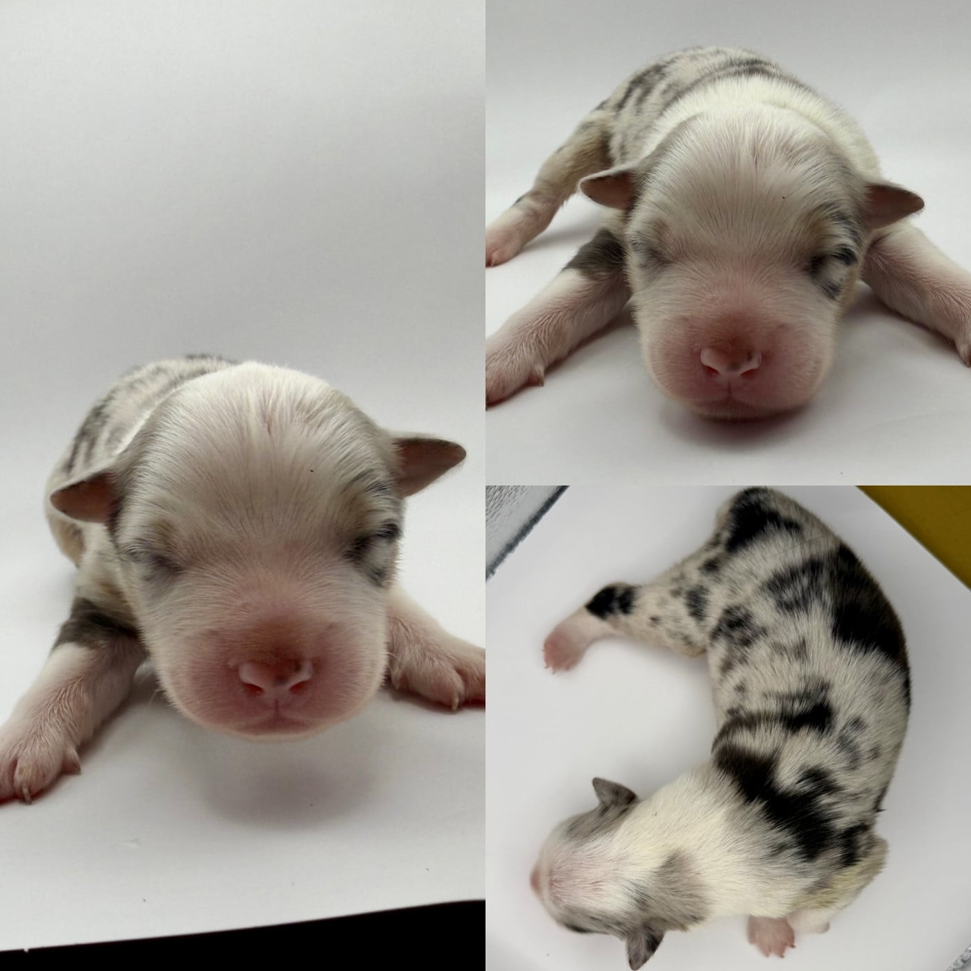 Chiot N°2 - Berger Australien