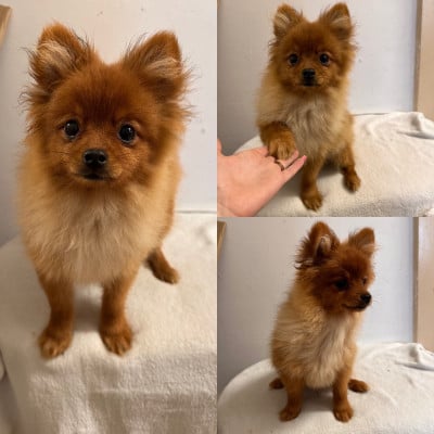 Les chiots de Spitz allemand