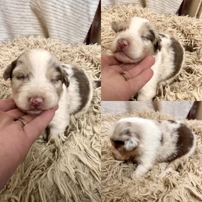 Les chiots de Berger Australien