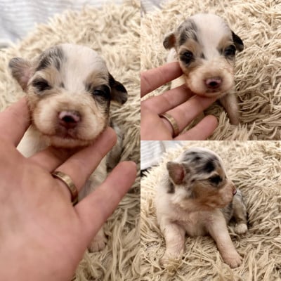 Les chiots de Berger Australien