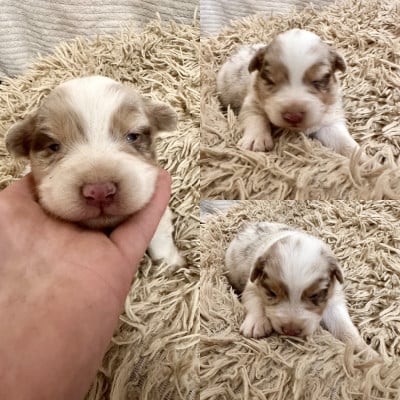 Les chiots de Berger Australien