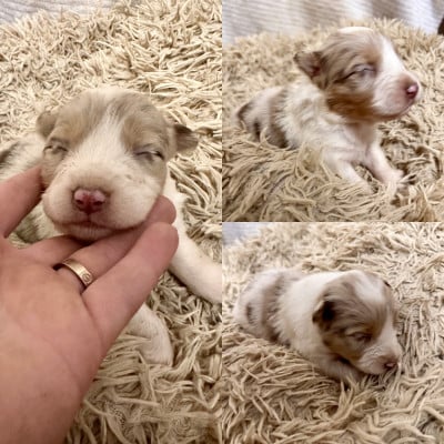 Les chiots de Berger Australien