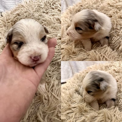 Les chiots de Berger Australien