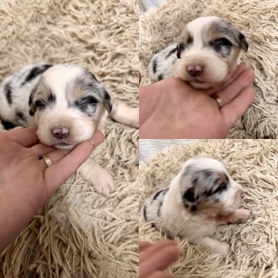 Les chiots de Berger Australien