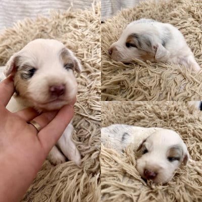 Les chiots de Berger Australien