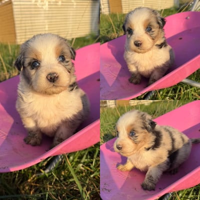 Les chiots de Berger Australien