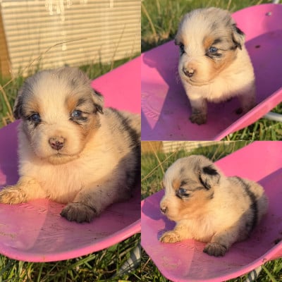 Les chiots de Berger Australien