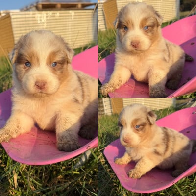 Les chiots de Berger Australien
