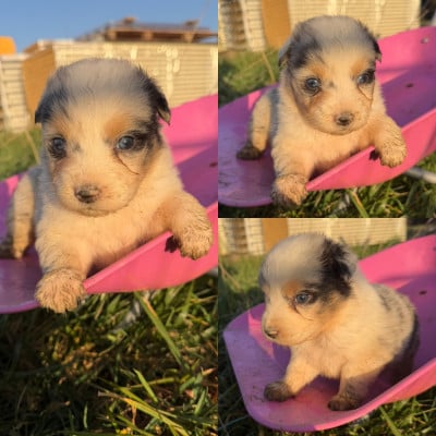 Les chiots de Berger Australien