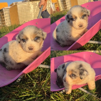 Les chiots de Berger Australien