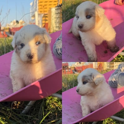 Les chiots de Berger Australien