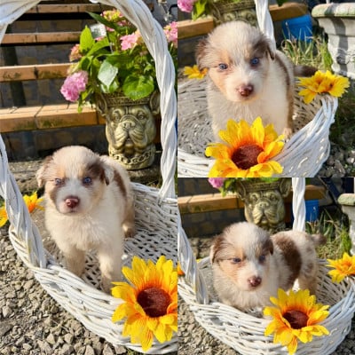 Les chiots de Berger Australien